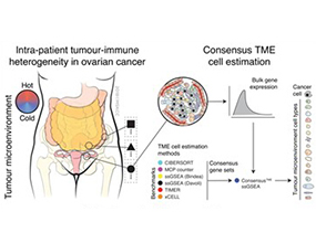 Unraveling tumor–immune heterogeneity in advanced ovarian cancer uncovers immunogenic effect of chemotherapy